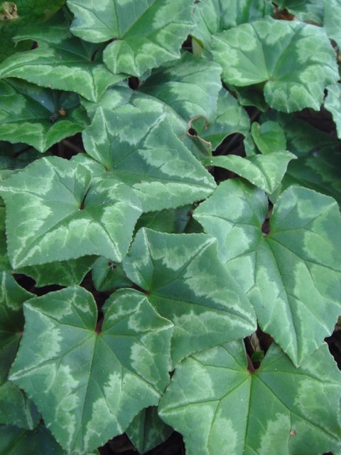 Cyclamen hederifolium feuille